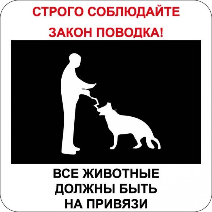 Внимание, Владельцам собак!.